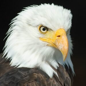 bald eagle