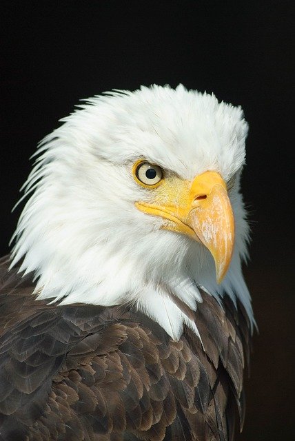 bald eagle