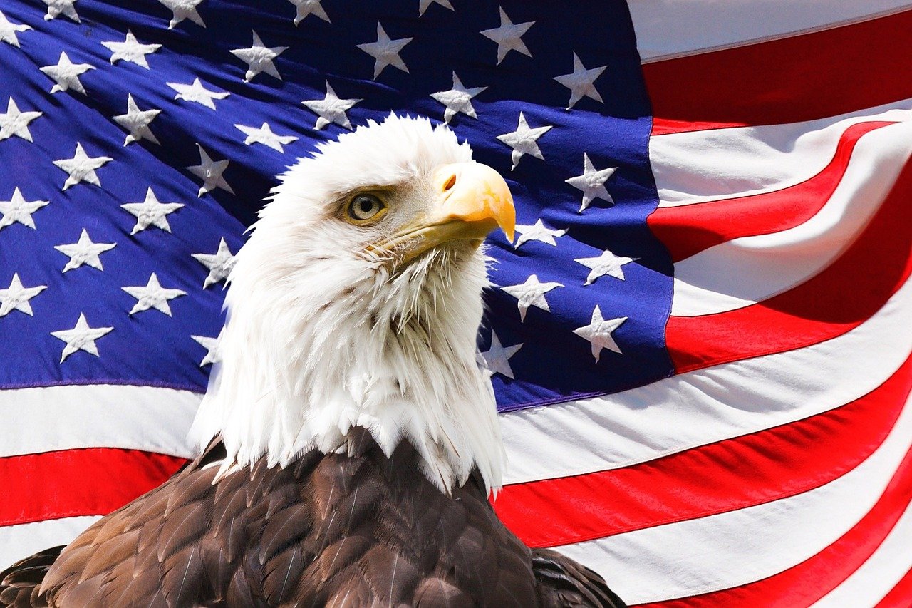 bald eagle in front of American flag